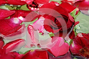 Floating rose petals 3