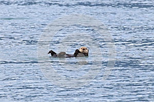 Floating sea otter (asian kalan, Enhydra lutris lutris) Alaska