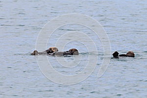 Floating sea otter (asian kalan, Enhydra lutris lutris) Alaska