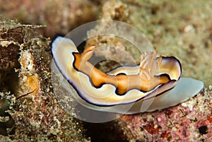 Floating sea slug