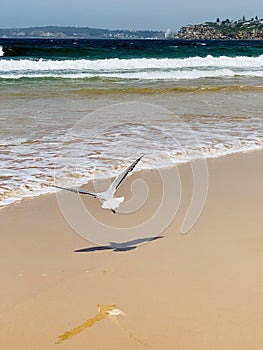 Floating seagull at the beach