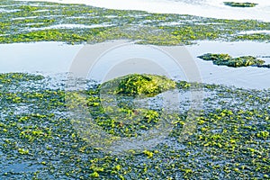 Floating seaweed at low tide of Waddensea, Netherlands