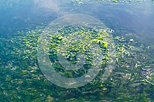 Floating seaweed at low tide of Waddensea, Netherlands