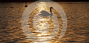 floating at sunset one Swan