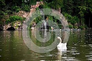 A floating swan in lake