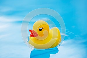 Floating toy duck