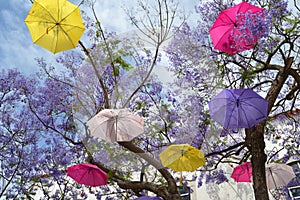 Floating umbrella tree photo