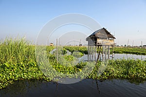 Floating vegetable plantation in Inle lake in Myanmar