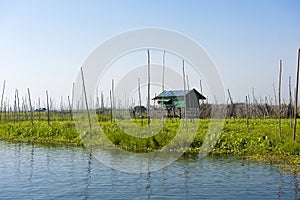 Floating vegetable plantation in Inle lake in Myanmar