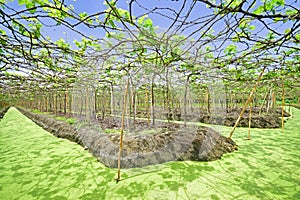 Flotante vinedos en provincia tailandia 