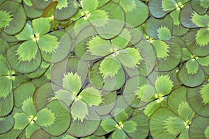 Floating Water Clover