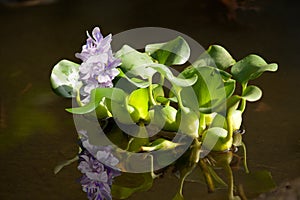 Floating water hyacinth photo