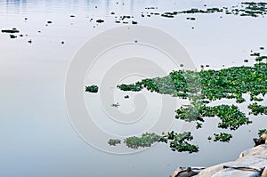 Floating water hyacinth or eichhornia plant over the river in the evening