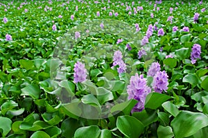 Floating water hyacinth field Eichornia crassipes in the river natural background photo