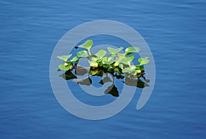 Floating water hyacinth plants near Everglades, Florida, U.S.A