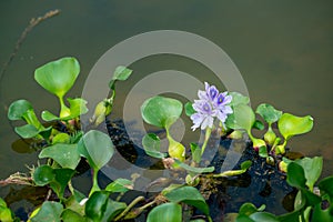 Floating water hyacinth.
