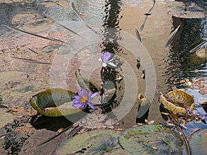 Floating Water Lilies