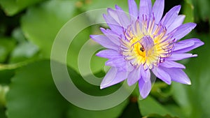 Floating water lilies in pond. From above of green leaves with violet water lily flowers floating in tranquil water. symbol of