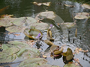 Floating Water Lillies at Bok Tower