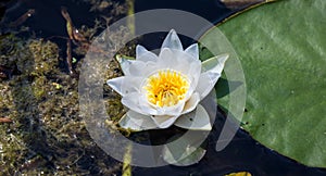 Floating water lily flower with small bugs and large green leaf aside in dark dirty swamp