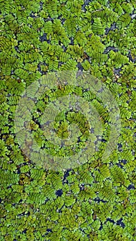 Floating water plants background