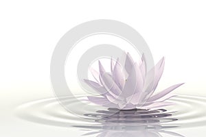 Floating waterlily