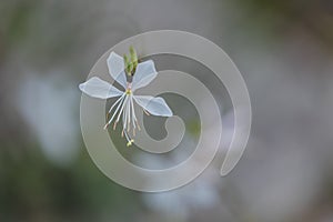 Floating White Wandflower