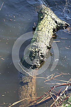 Floating wood on the River Dee.