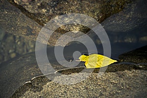 Floating Yellow Leaf