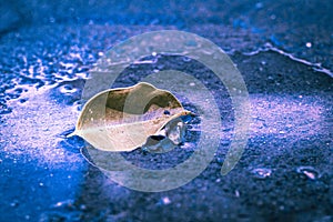 Floating yellow leaves of tree in puddle on asphalt road in autumn rain