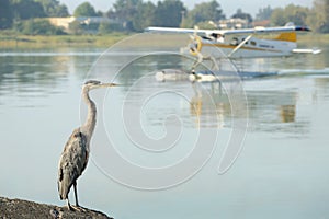 Floatplane and Heron, YVR, Richmond, BC