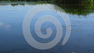 It floats on the surface of the lake.