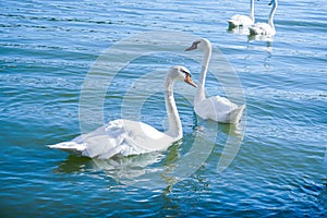 Floch of white swans swimming on Danube river in Austria.