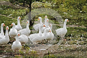 The flock