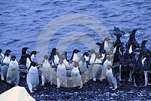 Flock of Adelie penguins