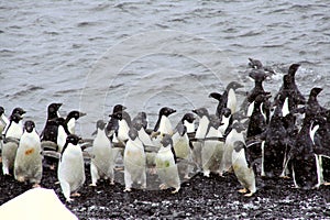 Flock of Adelie penguins, coming out of the wate