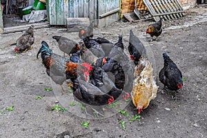 A flock of adult chickens eats cut greens in a rural yard