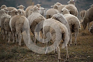 Flock of African Merino Sheep