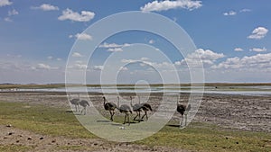 A flock of African ostriches are walking in the savannah.