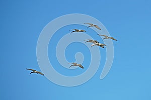 flock of african sacred ibis in flight