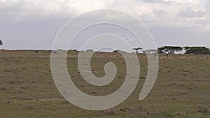A Flock Of African Thompson Gazelle Runs Fast On The Savanna In The Reserve
