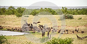 Flock of African Vultures feasting on a dead Elephant carcass