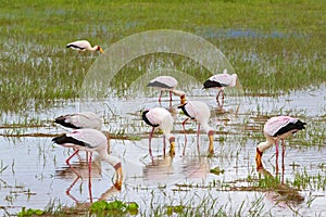 Flock of African wading stork, Yellow billed stork Wood stork, Wood ibis foraging for fish in water, Tanzania, East Africa photo