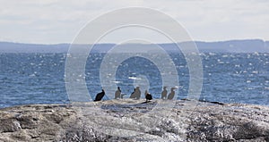 Flock of Albatrosses sit on rock at Bingi Bingi pount.NSW. Australia.