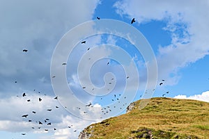 Flock of Alpine chough or yellow-billed chough birds Pyrrhocorax graculus taking off above Mesolina peak, in the Dolomites