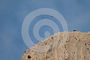 Flock of Alpine choughs Pyrrhocorax graculus flying over a cliff.