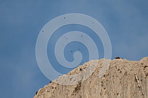 Flock of Alpine choughs Pyrrhocorax graculus flying over a cliff.