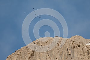 Flock of Alpine choughs Pyrrhocorax graculus flying over a cliff.