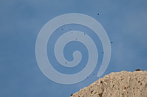 Flock of Alpine choughs Pyrrhocorax graculus flying over a cliff.