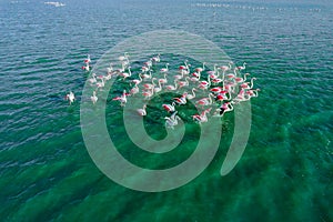 Flock of amazing flamingos resting on the surface turquoise lake. Drone shot top view.